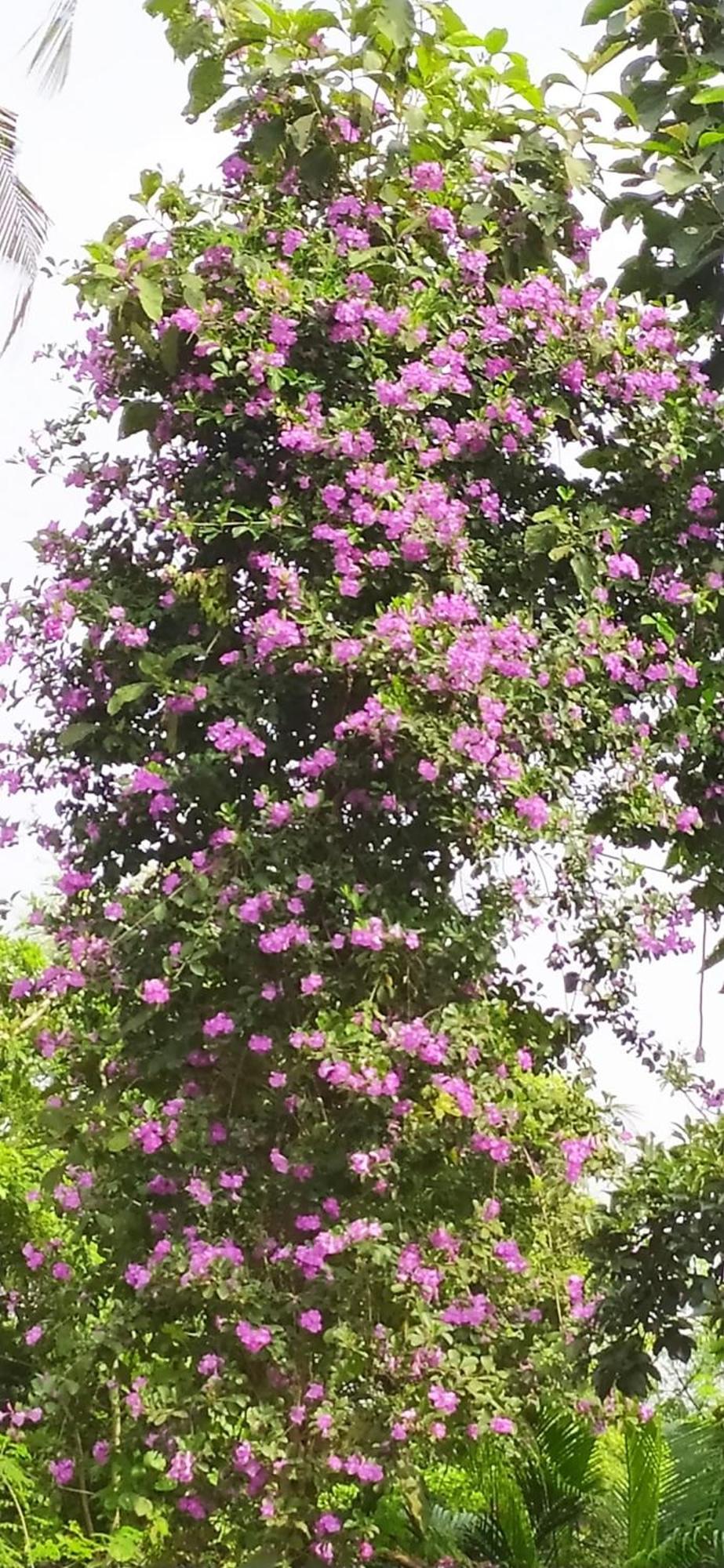 Runnin Airport - Homestay Gurpur Buitenkant foto